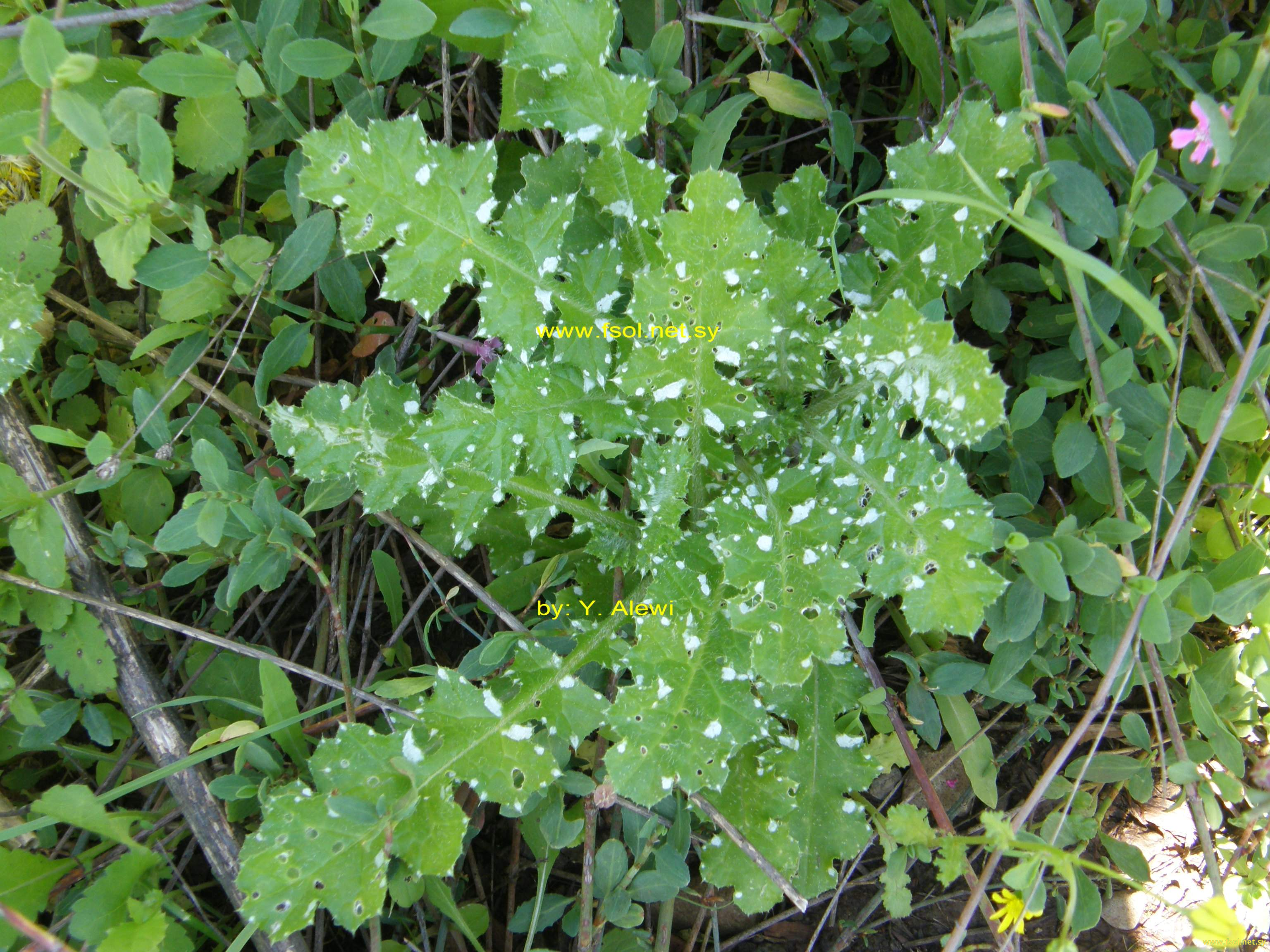 Carduus argentatus L.
